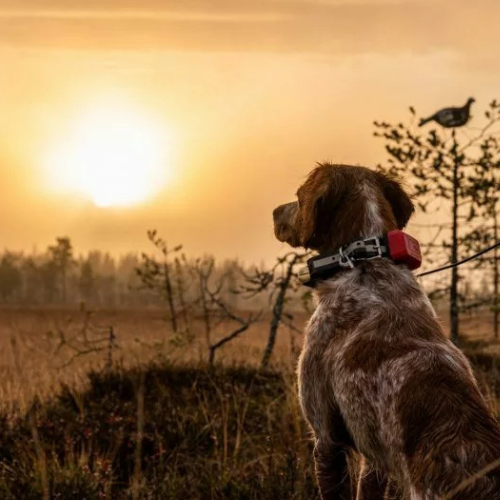 Tracker R10i Hybrid koerte GPS jälgimisseade